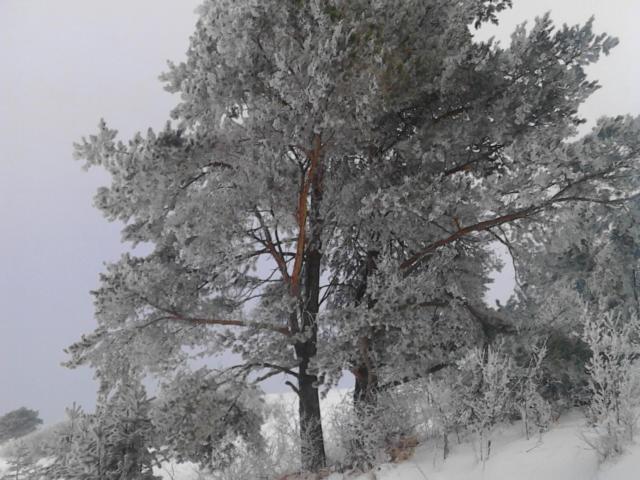 Chata Holica Pieniny Lesnica Bagian luar foto