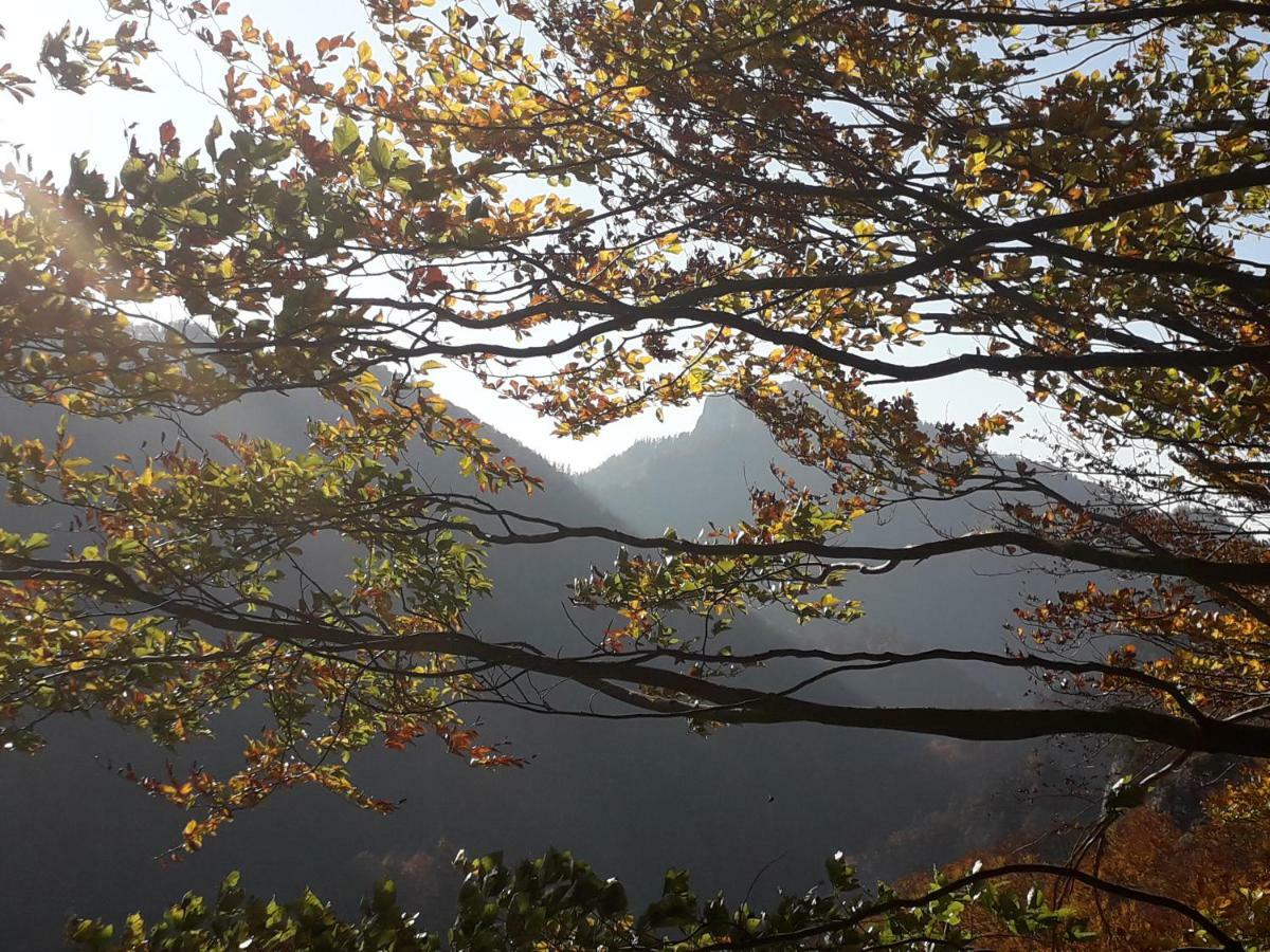 Chata Holica Pieniny Lesnica Bagian luar foto